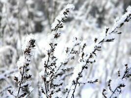 landscape nature snow winter plants photo