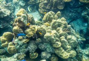 Various species fish swimming around on reef rock photo