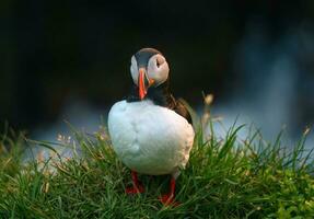 Atlantic Puffin Bird or Fratercula Arctica at the cliff with wild flower in north atlantic ocean on summer photo