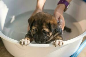 Groomer bathing, shower, grooming with shampoo a cute brown puppy in basin photo