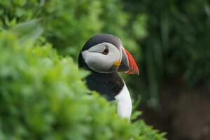 Atlantic Puffin bird or Fratercula Arctica living on the cliff fjord by coastline in north atlantic ocean on summer in Iceland photo