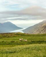 Flock of sheep grazing on meadow and ocean fjord in summer at Iceland photo