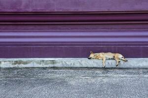 Brown stray dog sleeping on pavement in the temple photo