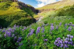 Landscape of Budararfoss waterfall flowing with purple lupine flower blooming in valley on summer at Iceland photo