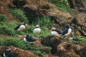 rebaño de atlántico frailecillo pájaro vivo en el acantilado por línea costera en norte atlántico Oceano durante verano a borgarfjardarhofn foto