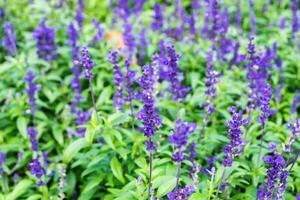 Lavender purple flower photo