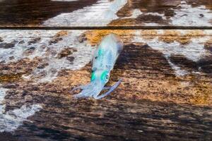 Squid clear green eye on boat photo