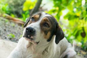 perro mascota grande cara arruga foto