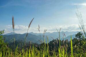 Meadow mountain blue sky scenic photo