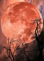 rojo grande Luna y árbol silueta foto