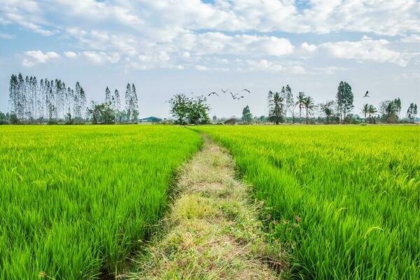 Green rice fields and flocks of birds flying