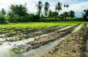 Agricultural cultivated rice fields photo