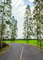 la carretera curva en campo natural foto