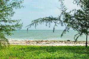 View sea beach with tree photo