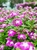 Watercress,vinca flower bush pink white bloom photo