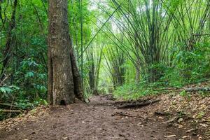 bamboo forest groove photo