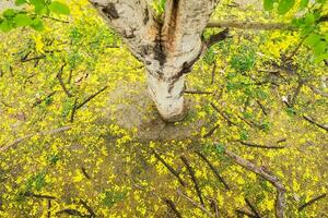 ratchaphruek, dorado ducha, koon amarillo hoja vaina seco otoño foto