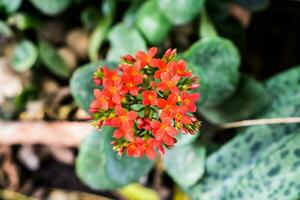 Kalanchoe red flower green leaf beautiful photo