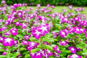 Watercress,vinca flower bush pink white bloom photo