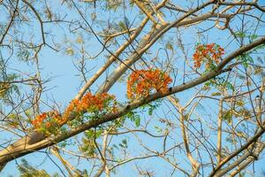 extravagante, el fuego árbol, real ponciana, florecer flor foto