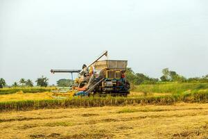 harvesters harvesting rice in fields photo