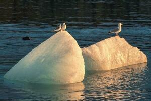 Flock of seagull perching on iceberg melting with seal swimming in the evening at Jokulsarlon glacier lagoon photo