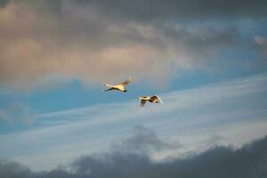 Couple geese flying in evening sky along the coast photo