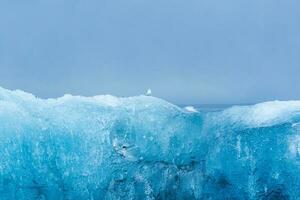 Little bird perching on blue iceberg in glacier lagoon at Jokulsarlon photo