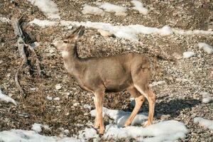 Brown female deer is grazing on the hillside and alertness in wilderness photo