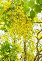 Golden Shower Tree,Indian laburnum,koon yellow flower, blooming photo