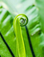 Bird's nest fern green leaf roll photo