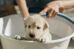 Groomer bathing, shower, grooming with shampoo and water a cute brown puppy in basin photo