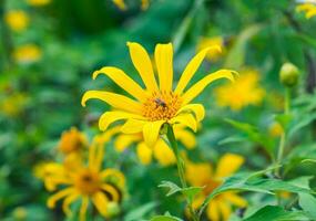 Tree marigold, Mexican tournesol, Mexican sunflower, Japanese sunflower, Nitobe chrysanthemum, yellow leaf shape radial blossom and bee pollinate photo