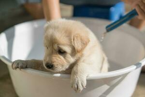 Groomer bathing, shower, grooming with shampoo and water a cute brown puppy in basin photo