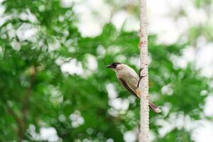 común urraca encaramado en árbol rama en tropical jardín foto