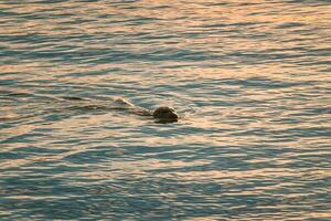 Seal swimming in Jokulsarlon glacier lagoon photo