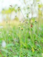 Grass flower shoots fields photo