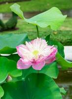 Pink lotus, water lilly, open bloom beautiful photo