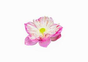 Pink lotus bloom symbol of purity photo