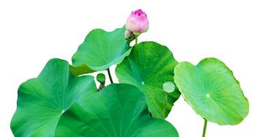 Pink lotus bud leaves green grove photo
