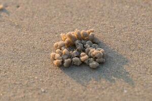 Residence of small crab on beach photo