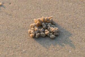 Residence of small crab on beach photo