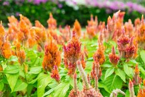 cresta de gallo flor cabeza rojo naranja con abejas foto