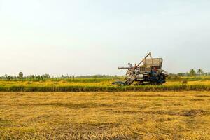 harvesters harvesting rice in fields photo