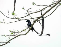 Greater Racket-tailed Drongo, bird black body long tail photo