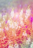 White purple pink blue flowers salvia colorful photo