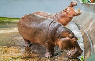 Hippopotamus two fat waiting for food photo