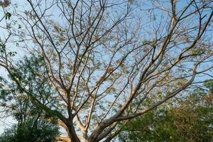 Flam-boyant, The Flame Tree, Royal Poinciana photo