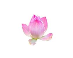 rosado loto floración símbolo de pureza foto