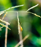 Pumpkin beetle cucurbit leaf beetle , yellow squash beetle, small pest insect holding rice photo